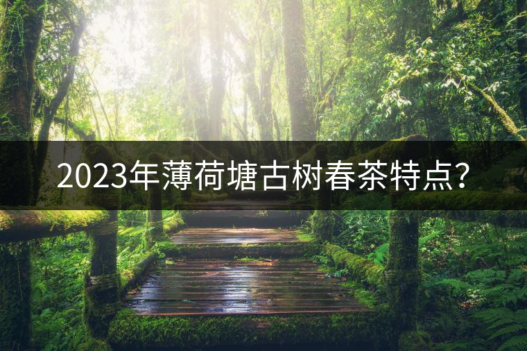 2023年薄荷塘古樹春茶特點(diǎn)？