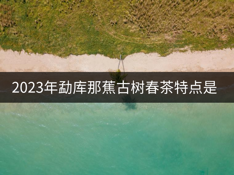 2023年勐庫那蕉古樹春茶特點是什么？