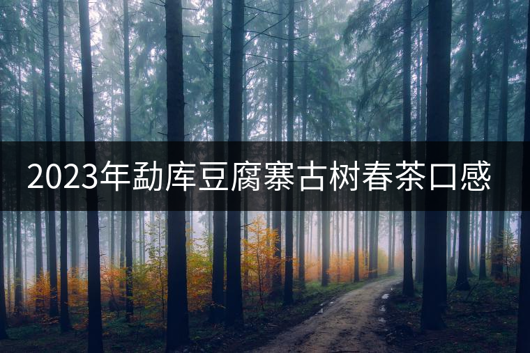 2023年勐庫(kù)豆腐寨古樹春茶口感怎么樣？