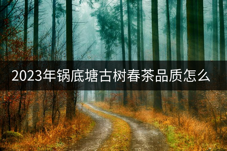 2023年鍋底塘古樹春茶品質(zhì)怎么樣？