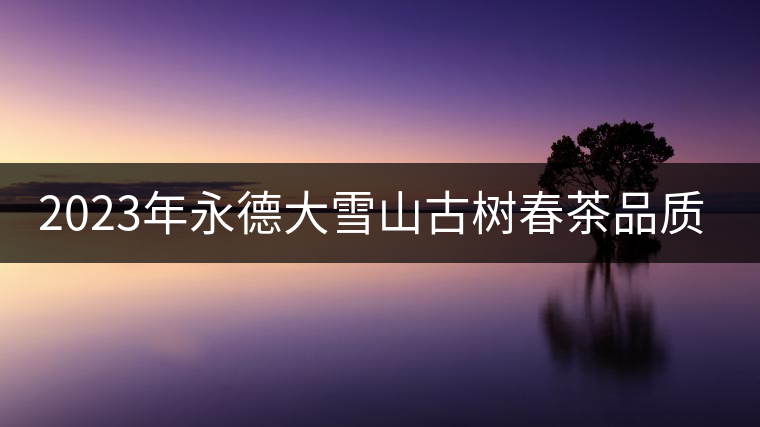 2023年永德大雪山古樹春茶品質(zhì)如何？