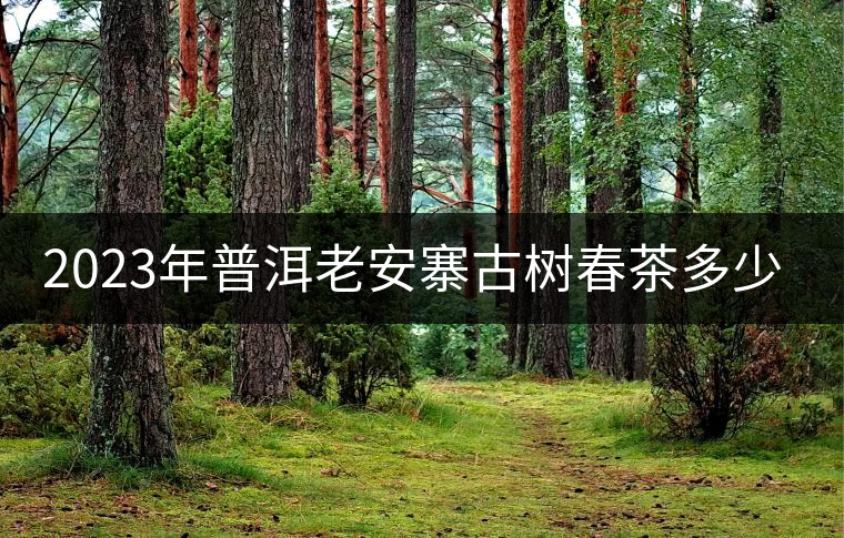 2023年普洱老安寨古樹春茶多少一公斤？