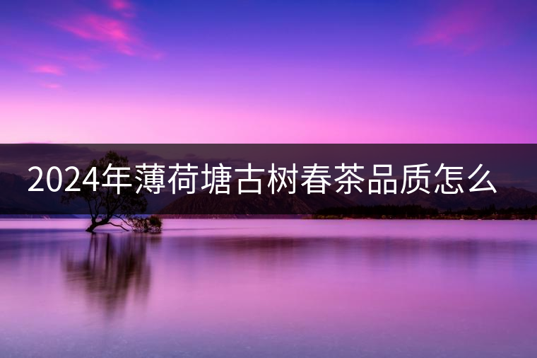 2024年薄荷塘古樹(shù)春茶品質(zhì)怎么樣？