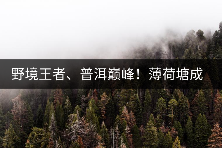 野境王者、普洱巔峰！薄荷塘成為普洱無冕之王的十大原因