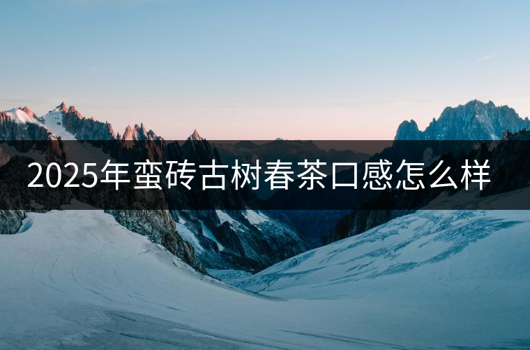 2025年蠻磚古樹春茶口感怎么樣？