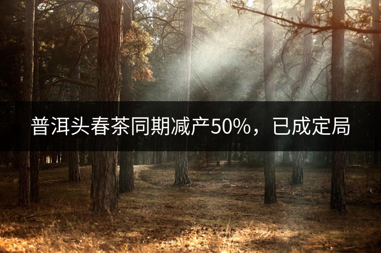普洱頭春茶同期減產(chǎn)50%，已成定局
