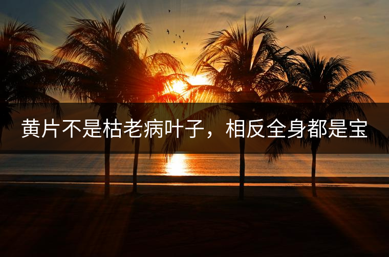 黃片不是枯老病葉子，相反全身都是寶