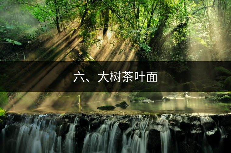 六、大樹茶葉面