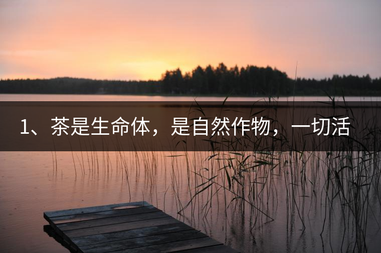 1、茶是生命體，是自然作物，一切活動(dòng)受自然規(guī)律影響。
