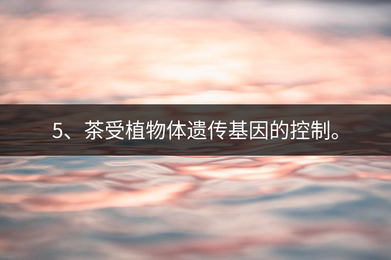 5、茶受植物體遺傳基因的控制。