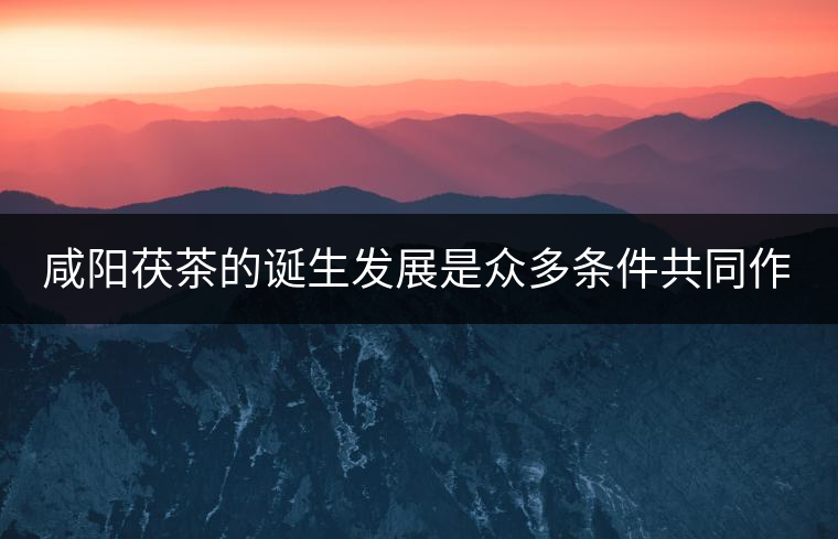 咸陽茯茶的誕生發(fā)展是眾多條件共同作用的結(jié)果。