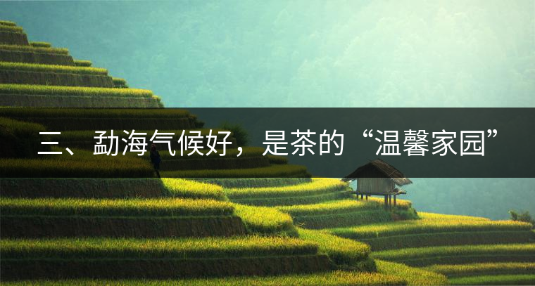 三、勐海氣候好，是茶的“溫馨家園”