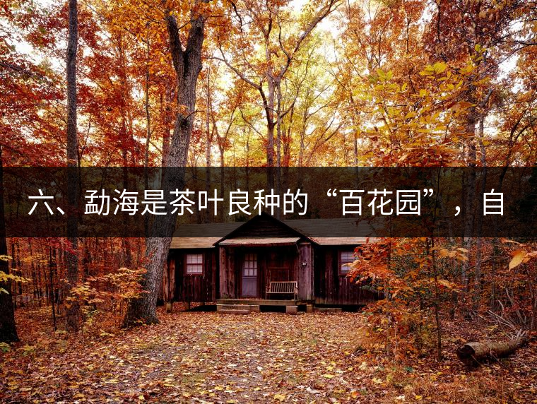 六、勐海是茶葉良種的“百花園”，自稱(chēng)“第一縣”不足奇