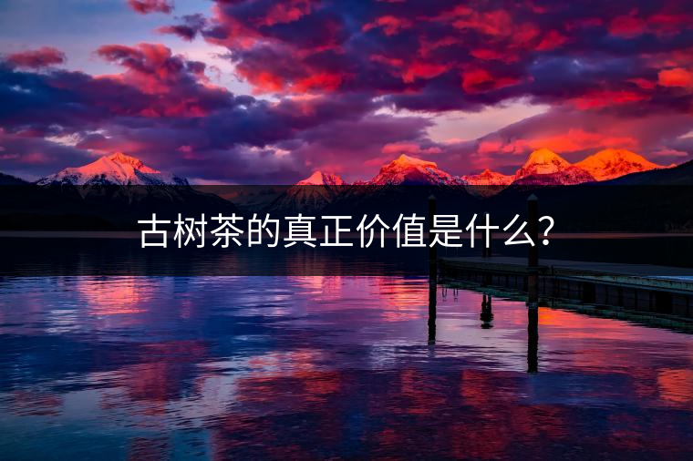 古樹茶的真正價值是什么？