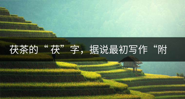 茯茶的“ 茯”字，據(jù)說(shuō)最初寫(xiě)作“附”，意思就是非“正”品，次等貨。茯磚茶選料多用質(zhì)地很老的茶葉，加上茶梗與枝葉拼配。陳化后，性溫，有著獨(dú)特的營(yíng)養(yǎng)價(jià)值，更有助于幫助消化去膩。有些時(shí)候，茶傳播也有尷尬的時(shí)候，今天中原大地流行喝陳茶的時(shí)候，這個(gè)地方卻開(kāi)始喝新茶。喝也喝出問(wèn)題來(lái)，磚茶不適合品新，因?yàn)槔现θ~含氟高的緣故，許多牧民甚至氟中毒，國(guó)家正在著手解決這一問(wèn)題。但從根本上來(lái)說(shuō)，還是需要消費(fèi)者回到自己的傳統(tǒng)，把茶葉的儲(chǔ)藏習(xí)慣繼續(xù)保留。