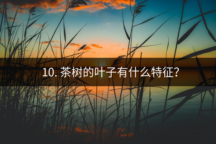 ? 10. 茶樹的葉子有什么特征？