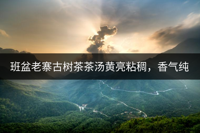班盆老寨古樹茶茶湯黃亮粘稠，香氣純高，滋味清甜柔順，略苦澀，苦澀不會(huì)持久1-2秒后轉(zhuǎn)為甘甜，喉嚨清爽無(wú)燥感，舌面回甘，生津持久，外形條索油亮，肥大顯毫、葉脈清晰、葉質(zhì)軟。茶氣強(qiáng)勁、韻味回繞時(shí)間極長(zhǎng)，滋味釅醇，茶氣凜冽，回甘生津較猛，喉韻較深。幾杯下肚有較為明顯的體感表現(xiàn)（背脊、額頭發(fā)汗），沒有其他雜味。
