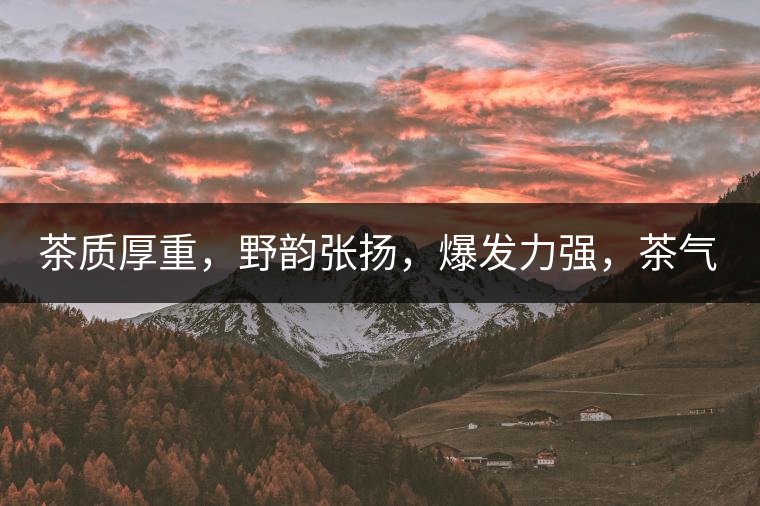 茶質(zhì)厚重，野韻張揚(yáng)，爆發(fā)力強(qiáng)，茶氣十足