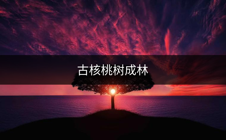 古核桃樹(shù)成林 古核桃樹(shù)成林