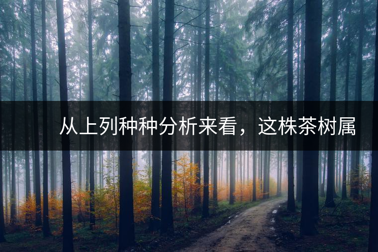 　　從上列種種分析來看，這株茶樹屬野生類型應無疑問。