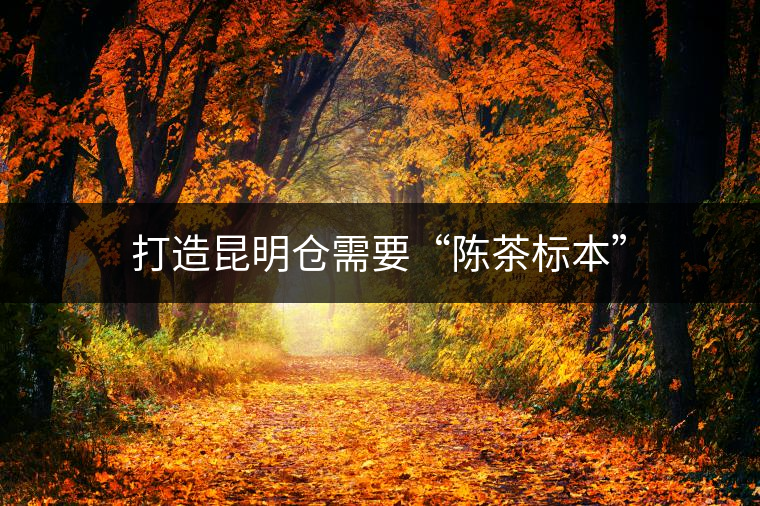 打造昆明倉需要“陳茶標本”