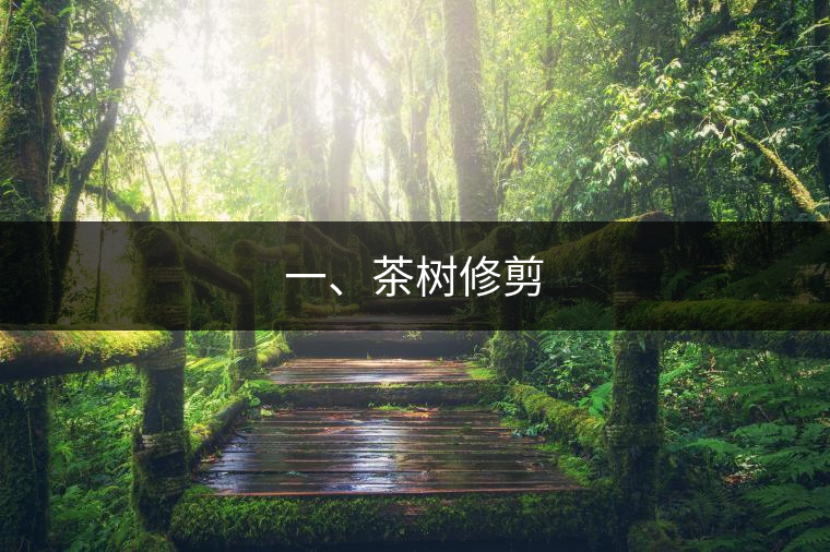 一、茶樹修剪