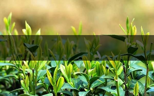 不同的身體癥狀分別該喝什么茶？