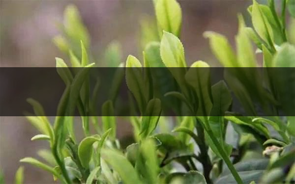 什么是雨前茶？雨前茶有何特點？