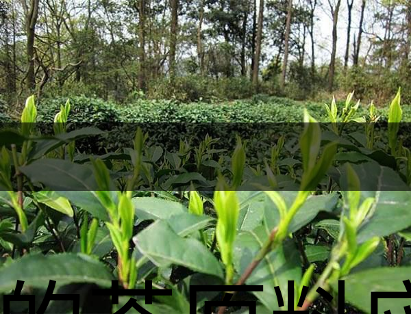 好的茶原料應具備的幾個必要條件？