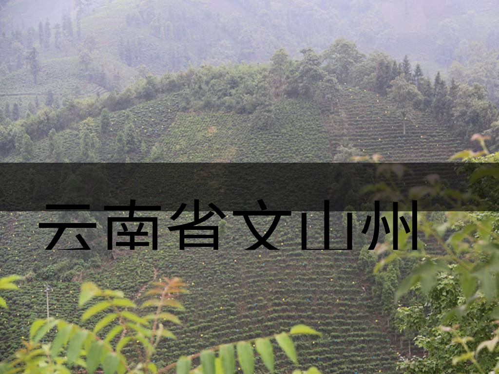 云南省文山州茶業(yè)概況概況簡述