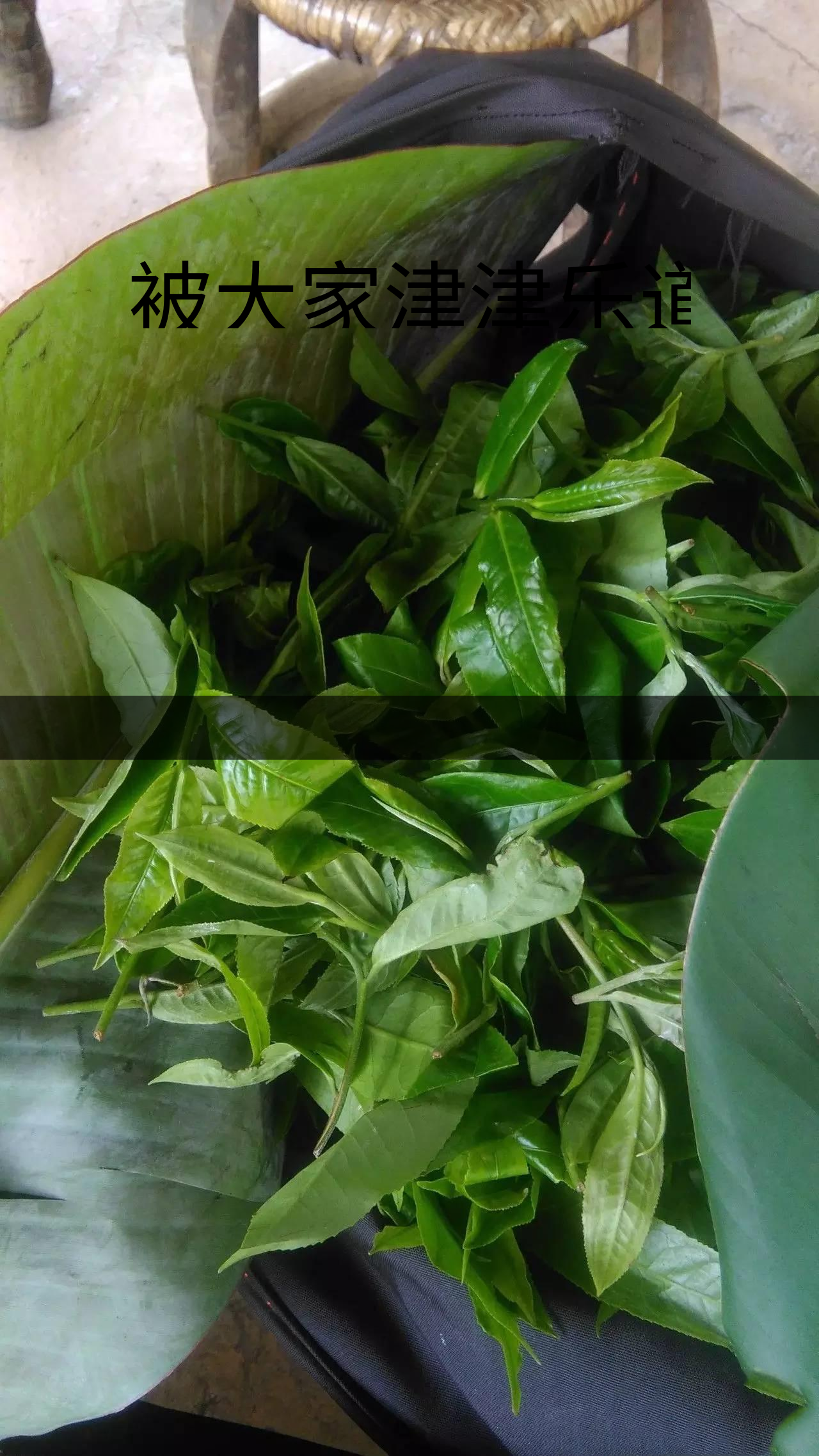 被大家津津樂道的森林茶，你知道是什么？-1-1