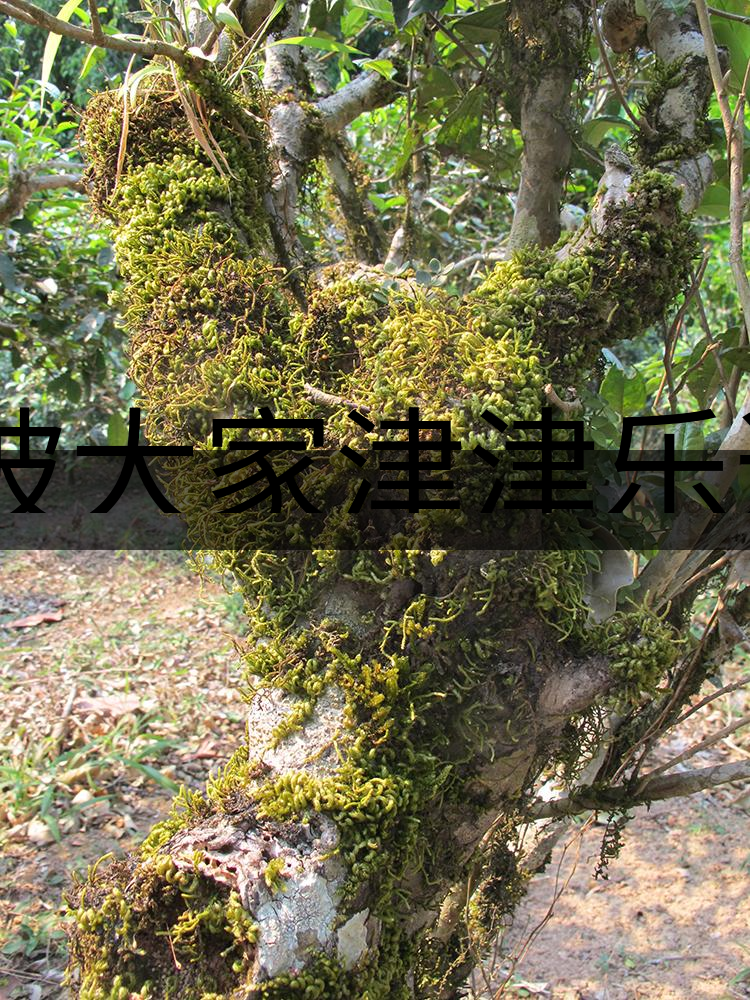 被大家津津樂道的森林茶，你知道是什么？-3-1