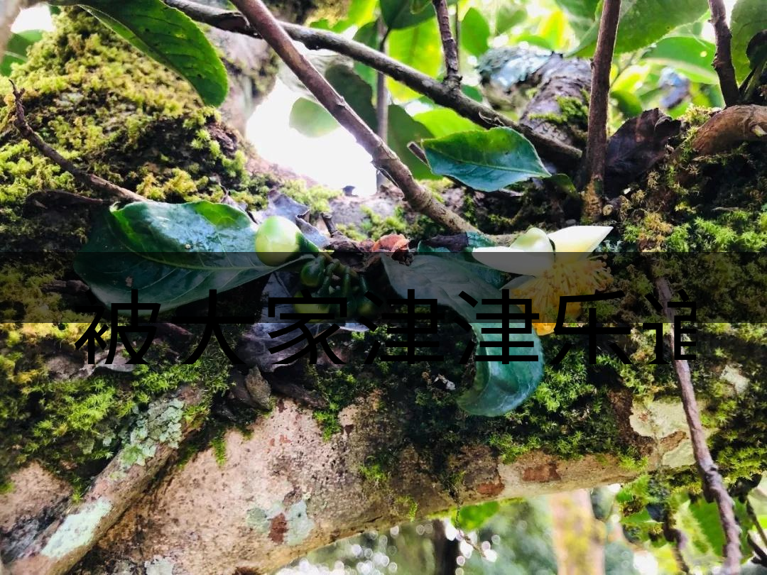 被大家津津樂道的森林茶，你知道是什么？-4-1