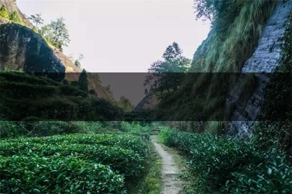 喝武夷山巖茶的香，什么是工藝香？-3