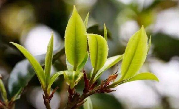 一杯刮風(fēng)寨，邂逅山野之韻