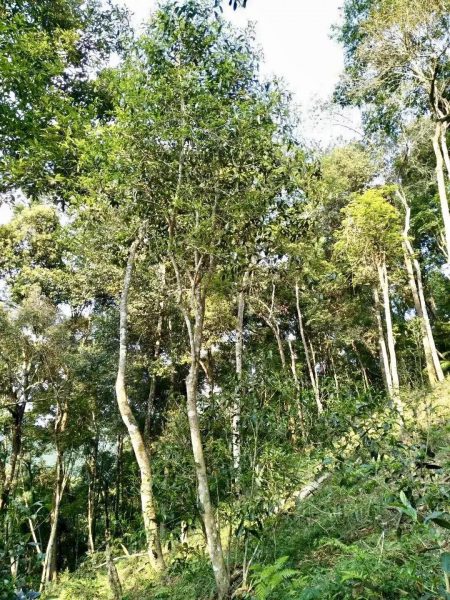 你喝不出來(lái)的“高桿古樹”或許就是一個(gè)偽概念、偽命題