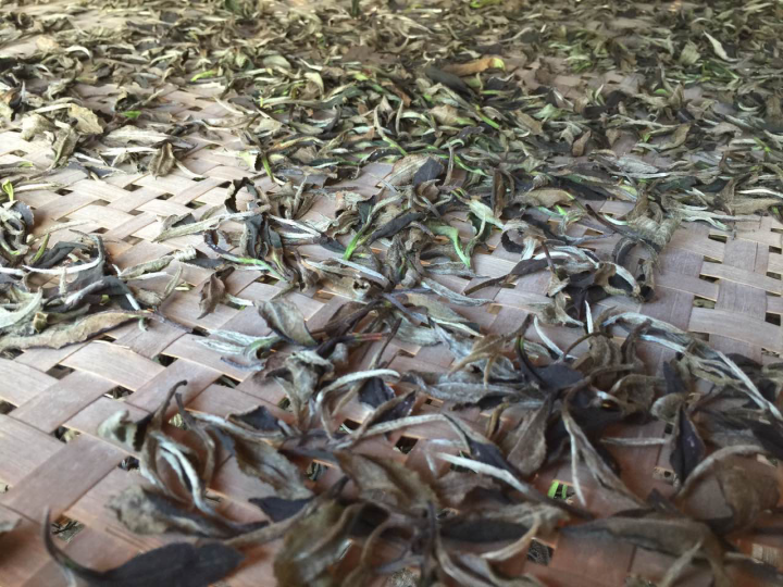 2020年普洱春茶的故事你想好了嗎？