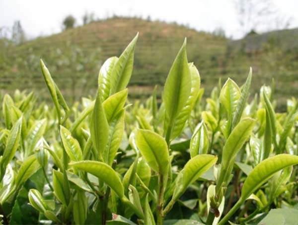 春茶到底好在哪里？