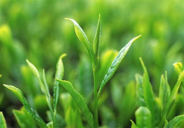 茶百科：昆明十里香