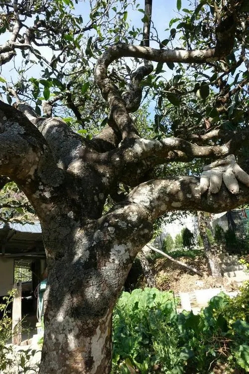 2021年冰島秋茶為何也受喜愛？