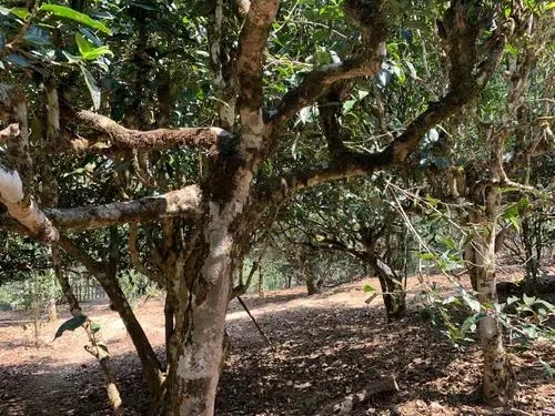 2021年磨烈古樹(shù)秋茶口感有什么特點(diǎn)？