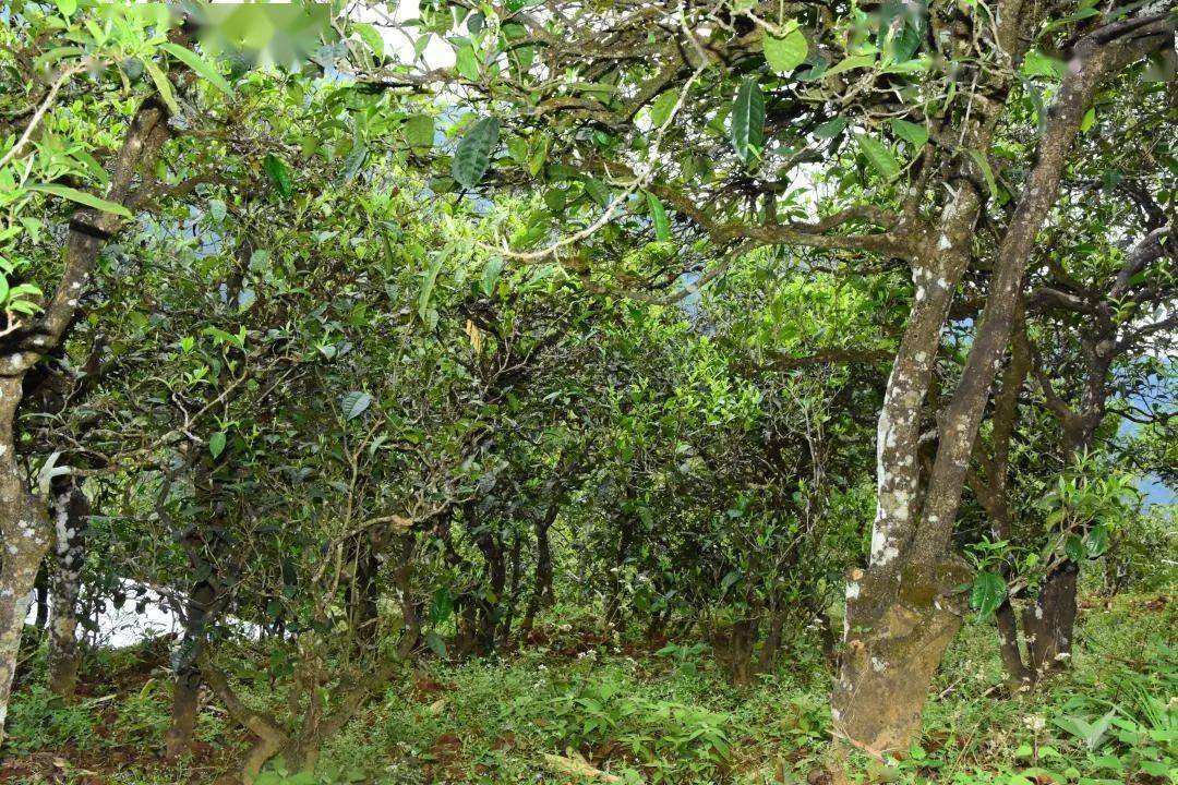 2021年磨烈古樹秋茶會(huì)是趕超冰島的存在嗎？