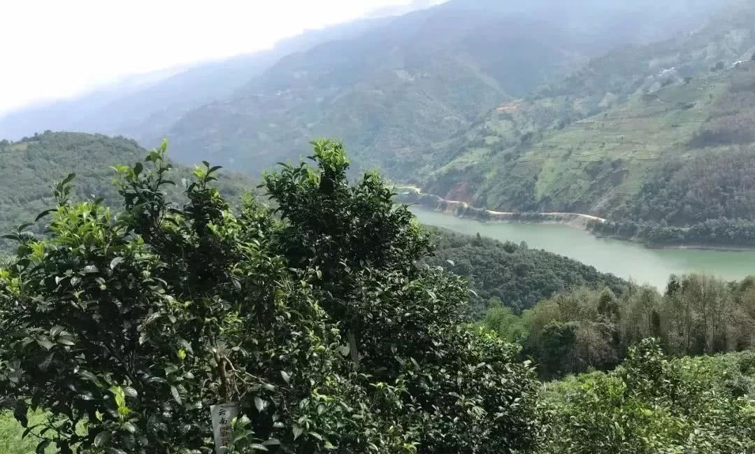 2021年單論茶氣，冰島也不如它-磨烈古樹秋