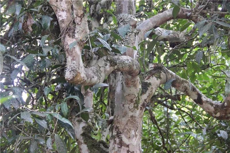 2021小戶賽古樹秋茶與冰島茶哪里不一樣？