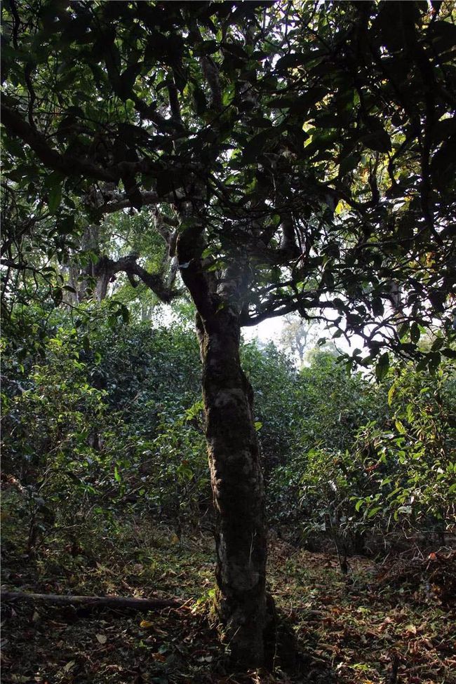 2021年大戶賽古樹秋茶特點？