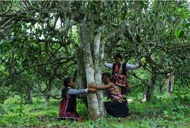 2021年大戶賽古樹(shù)秋茶品鑒！