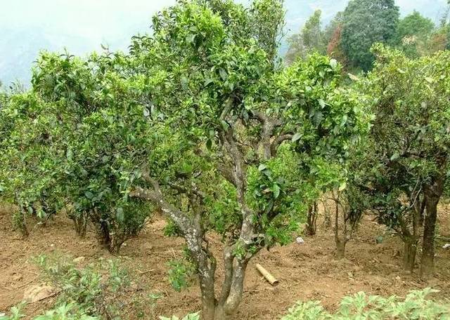 2021年大戶賽古樹秋茶口感特點(diǎn)?