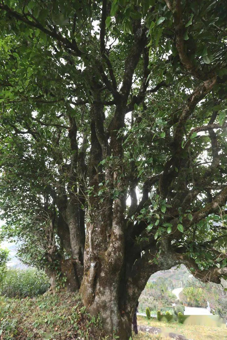 2021臨滄大戶賽秋茶因何被稱(chēng)為潛力股？