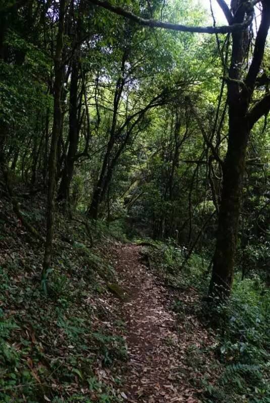 2021年大戶賽古樹秋茶價格是多少？