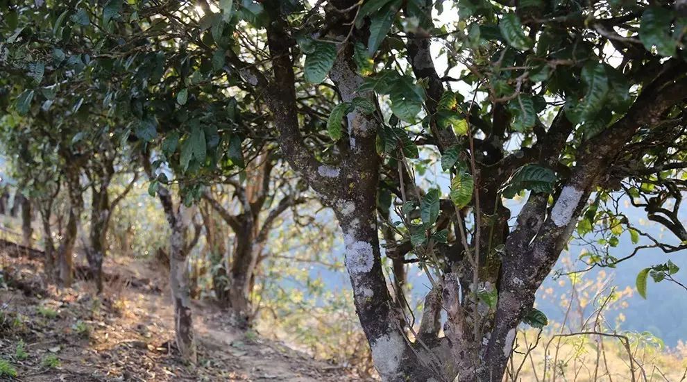 2021年大雪山古樹秋茶口感品鑒？